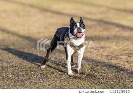 Boston Terrier Boston Terrier 113125915