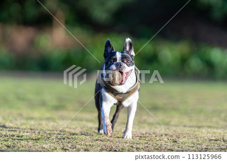 波士頓梗犬打球 波士頓梗犬打球 113125966