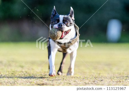 波士頓梗犬打球 波士頓梗犬打球 113125967