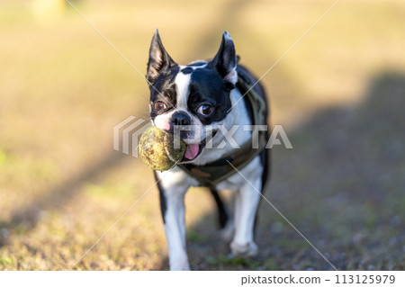 波士頓梗犬打球 波士頓梗犬打球 113125979