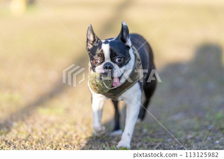 boston terrier playing ball 113125982