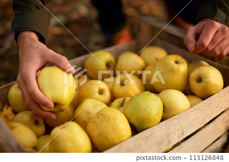Man puts yellow ripe golden apple to a wooden box of yellow at the orchard farm. Grower harvesting in the garden and holding organic apple in his hand. Harvest autumn concept. Isolated view. Man puts yellow ripe golden apple to a wooden box of yellow at the orchard farm. Grower harvesting in the garden and holding organic apple in his hand. Harvest autumn concept. Isolated view. 113126848