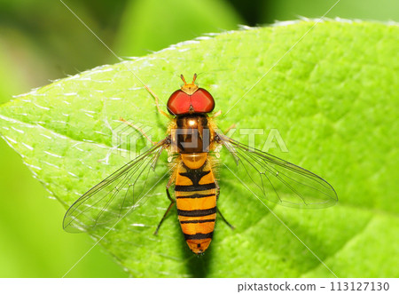 Marmalade hoverfly 113127130