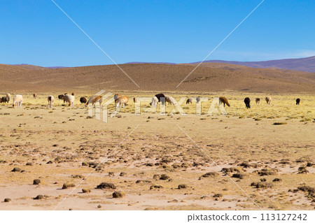 Bolivian llama breeding,Bolivia Bolivian llama breeding,Bolivia 113127242