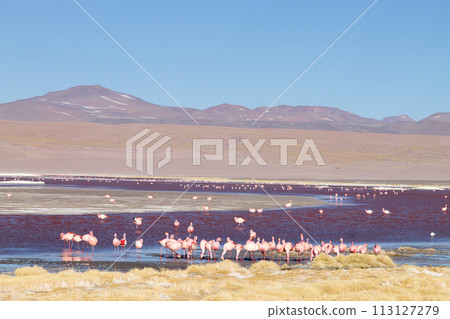 Laguna Colorada flamingos, Bolivia Laguna Colorada flamingos, Bolivia 113127279