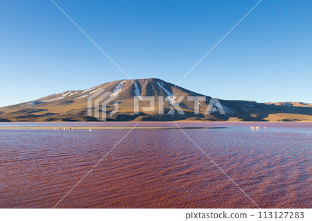 Laguna Colorada view, Bolivia 113127283
