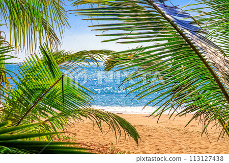 View of the coast of the South China Sea through palm trees 113127438
