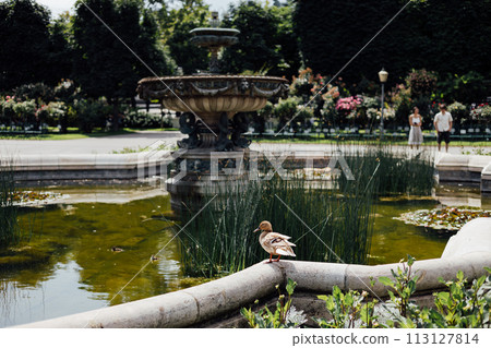 Water Fountain in city Park, Vienna, Austria. Duck near the water. Traveling Europe in summer. High quality photo 113127814