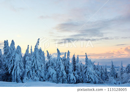 Winter rime and snow covered fir trees branches on mountainside on blue sky background on sunrise. Pine trees after heavy snowfall in the mountains on sunset. Backcountry ski resort frosty landscape. 113128005