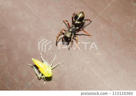 一隻鱷魚蜘蛛(雌性)正在捕食黑葉蟬的幼蟲 一隻鱷魚蜘蛛(雌性)正在捕食黑葉蟬的幼蟲 113128360