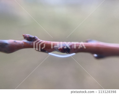 Buds on trees grew in spring 113128398