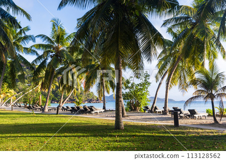 Seaside view with vacant chaise lounges under palm trees on a sunny day 113128562