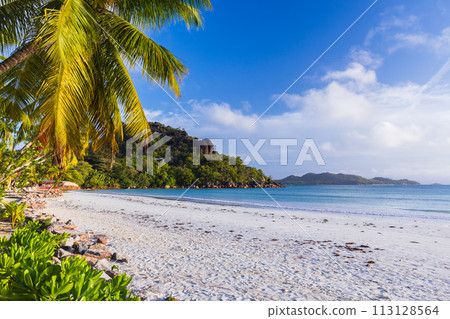 Coastal view with palm trees and white sand under blue sky 113128564