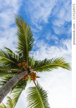 Coconut palm with fruits is under blue cloudy sky on a sunny day Coconut palm with fruits is under blue cloudy sky on a sunny day 113128571