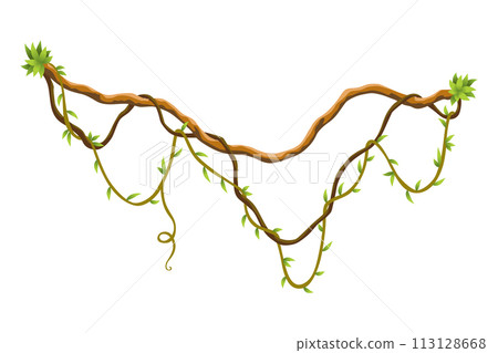 Twisted wild lianas branches banner. Jungle vine plants. Woody natural tropical rainforest, exotic botany. Woody natural branches Twisted wild lianas branches banner. Jungle vine plants. Woody natural tropical rainforest, exotic botany. Woody natural branches 113128668