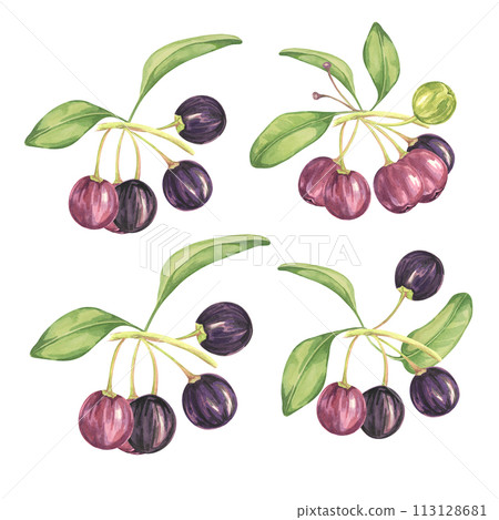 Ripe Maqui with leaves, blossoms, branches. Hand drawn watercolor illustration of Chilean wineberry plant isolated on white background. Aristotelia chilensis design elements for printing,packaging, Ripe Maqui with leaves, blossoms, branches. Hand drawn watercolor illustration of Chilean wineberry plant isolated on white background. Aristotelia chilensis design elements for printing,packaging, 113128681