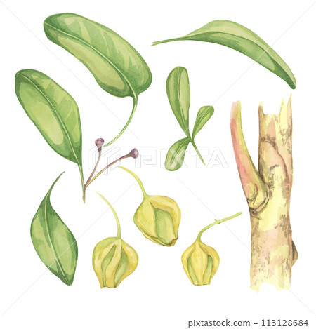 Set of leaves and flower buds for maqui berry tree. Hand drawn watercolor illustration of Chilean wineberry plant isolated on white background. Aristotelia chilensis design elements for printing,packa 113128684