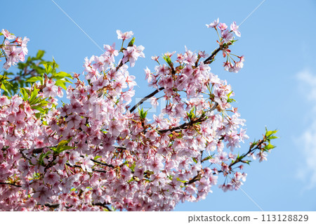 Beautiful scenery of Minatoyama Park in spring in Yonago City, Tottori Prefecture, Japan 113128829