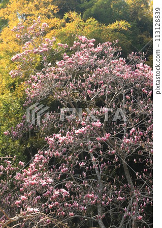 Purple magnolia 113128839