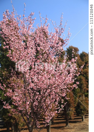 Okame櫻桃樹 113128846