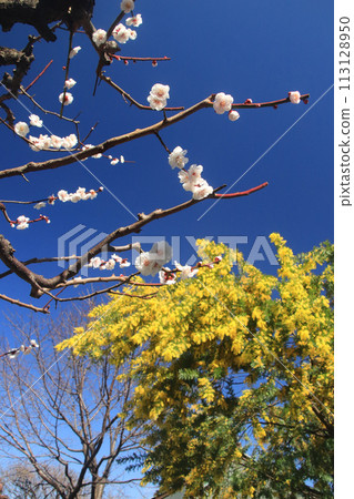 plum and mimosa plum and mimosa 113128950