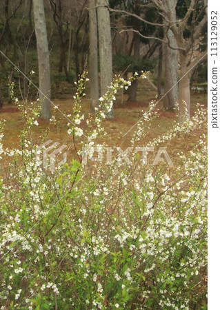 Yukiyanagi 113129052