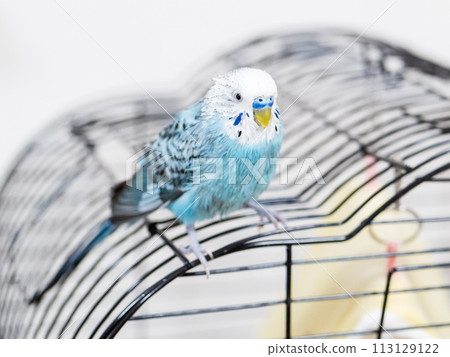 [Pet] An unkempt budgie after bathing 113129122