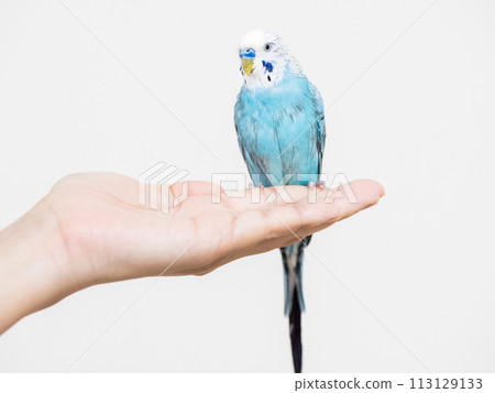 [Pet] A shaggy hand-held budgerigar taking a bath 113129133