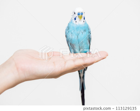 [Pet] A shaggy hand-held budgerigar taking a bath 113129135