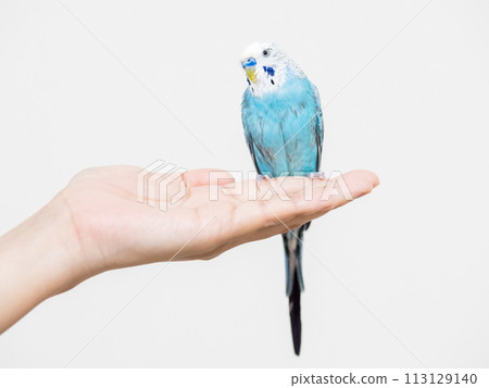 [Pet] A shaggy hand-held budgerigar taking a bath 113129140