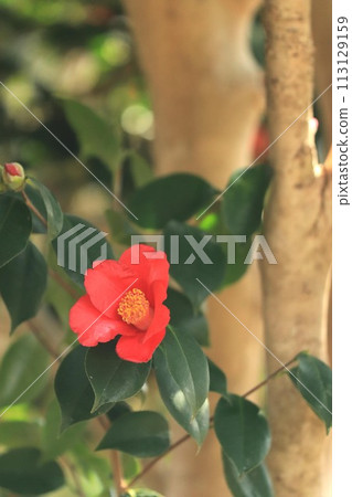Camellia 113129159