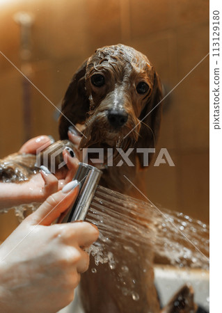 Washing a small dog in a grooming salon. Washing a small dog in a grooming salon. 113129180