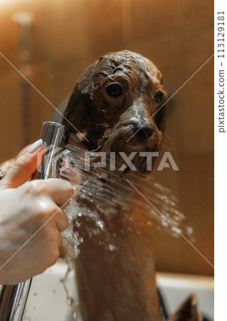 Washing a small dog in a grooming salon. Washing a small dog in a grooming salon. 113129181