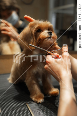 Haircut of a small Maltipa in a grooming salon. Haircut of a small Maltipa in a grooming salon. 113129182