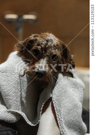 Washing a small dog in a grooming salon. 113129183