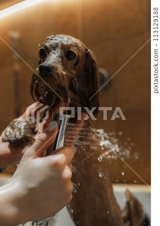 Washing a small dog in a grooming salon. Washing a small dog in a grooming salon. 113129188