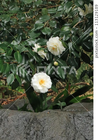 茶花 茶花 113129189