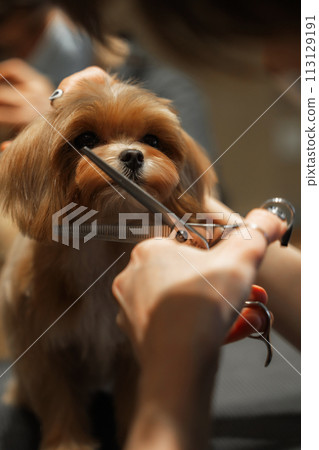Haircut of a small Maltipa in a grooming salon. Haircut of a small Maltipa in a grooming salon. 113129191