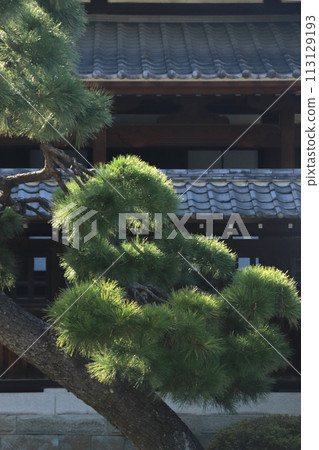 松樹 松樹 113129193