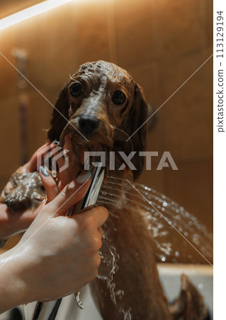 Washing a small dog in a grooming salon. Washing a small dog in a grooming salon. 113129194