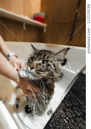 Bathing a Maine Coon Big Cat. Bathing a Maine Coon Big Cat. 113129199