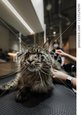 Combing a big Maine Coon cat. Combing a big Maine Coon cat. 113129200
