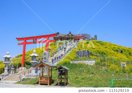「青森縣」蕪島八戶市的春天,油菜花盛開 「青森縣」蕪島八戶市的春天,油菜花盛開 113129219