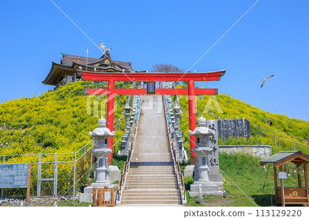 「青森縣」蕪島八戶市的春天，油菜花盛開 113129220