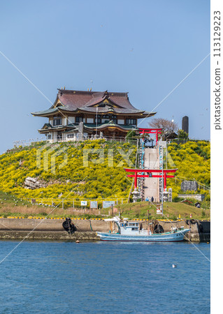 「青森縣」蕪島八戶市的春天，油菜花盛開 113129223