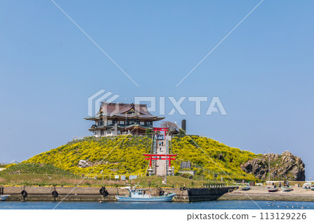 「青森縣」蕪島八戶市的春天,油菜花盛開 「青森縣」蕪島八戶市的春天,油菜花盛開 113129226