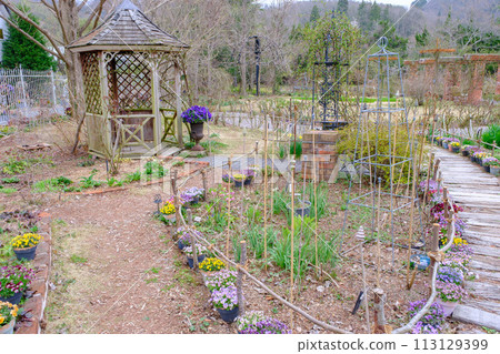 2024年春季漿果多和田 113129399