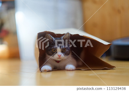 kitten in a bag kitten in a bag 113129436