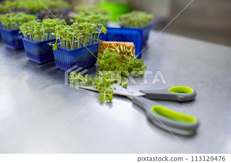 Microgreen sprouts on table for preparing vegan meal 113129476