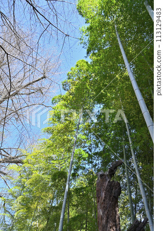 Spring blue sky and greening bamboo forest Spring blue sky and greening bamboo forest 113129483